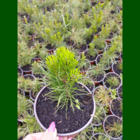Pinus mugo Pumila - Patuljasti bor Pumila